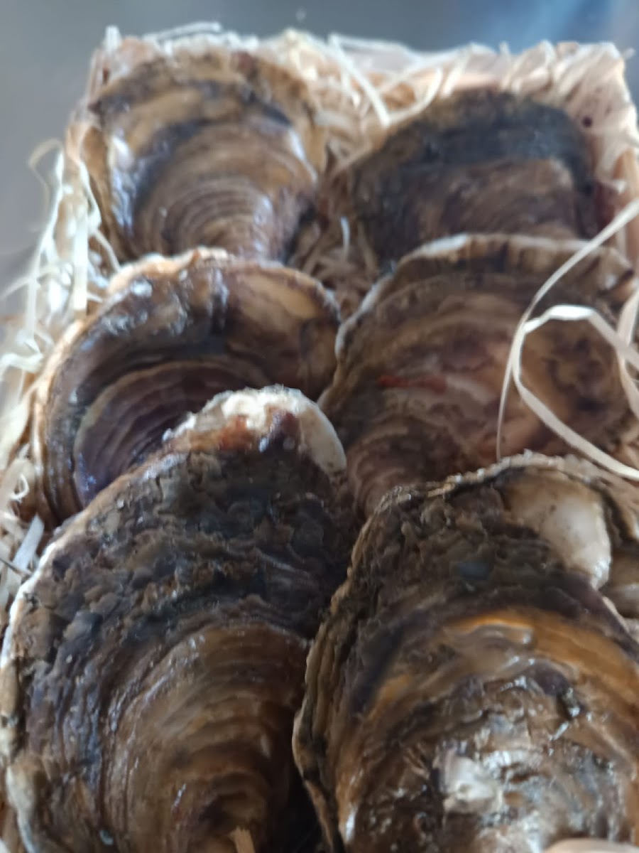 Restaurante Agaponi-4